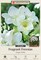 White Single Freesia - 20 Bulbs - Fragrant Blooms! - 6/+ cm Bulbs